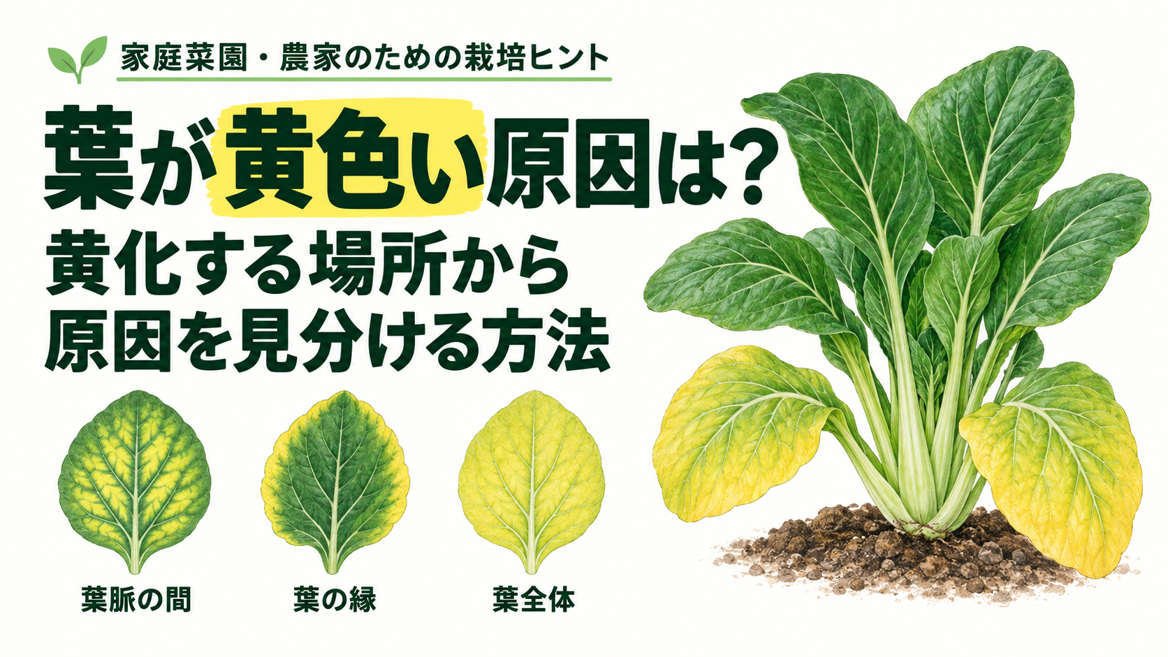 葉が黄色い原因は？黄化する場所から原因を見分ける方法