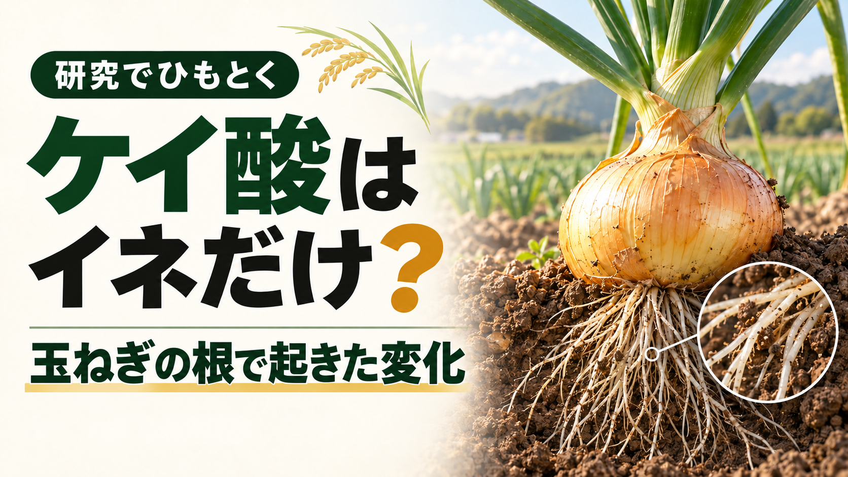 「ケイ酸はイネだけ」と思っていませんか？玉ねぎの根で起きた変化